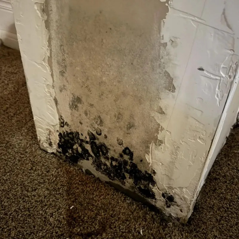 Professional Mold Removal in Anderson County, TN